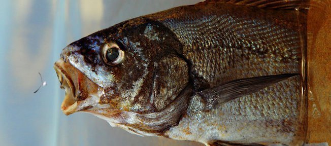 Comment se débarrasser de la suralimentation Как избавиться от переедания